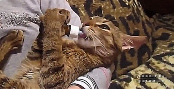 Смешные кошки 1 ● Приколы с животными осень 2014 - коты ● Funny cats vine compilation ●  