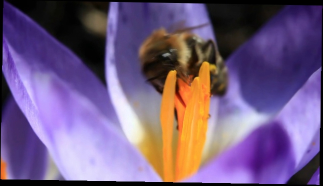Пчелы на цветах крокусах собирают мед, макро шафрана  