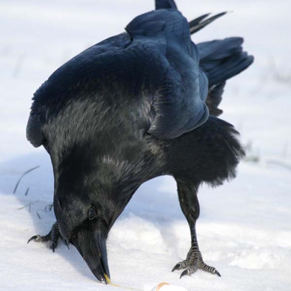 А.Маршал - Черный ворон