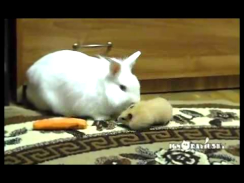 Кролик, Хомяк и Морковка 