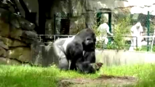 Злобная горилла  