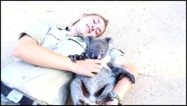 Обнимашки с коалой 