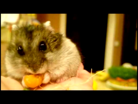 Хомяк ест морковку / Hamster eats a carrot 