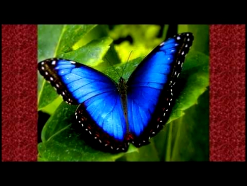 Самые красивые бабочки мира! 