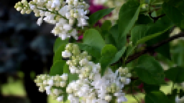 Free HD Stock Footage. Nature. White lilac blossom. Футаж. Красиво цветет сирень. 