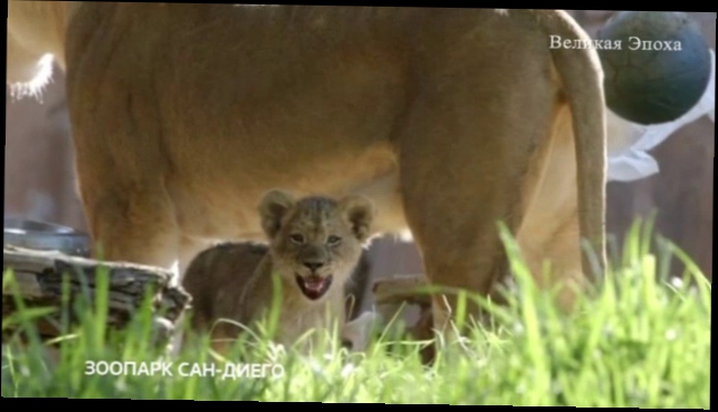 Посетители зоопарка Сан-Диего увидели африканских львят 