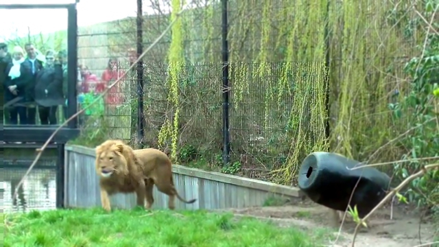 лев в зоопарке Нидерландов стал жертвой непродуманной кормежки  