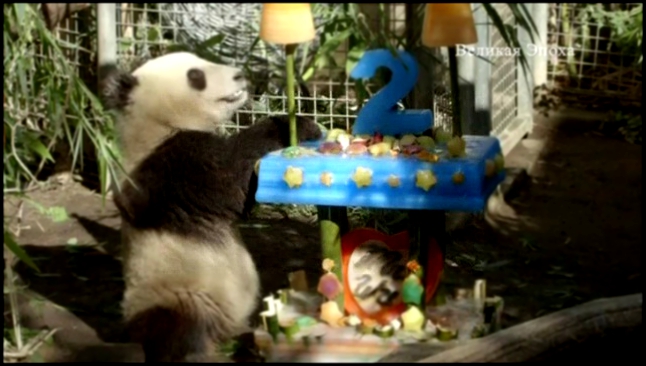 Большая панда зоопарка Сан-Диего отмечает день рождения 45-килограммовым тортом 