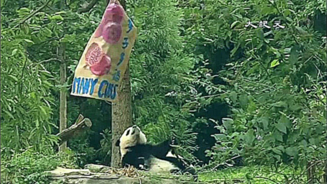 Годовалый детёныш панды отметил первый день рождения в зоопарке Вашингтона 