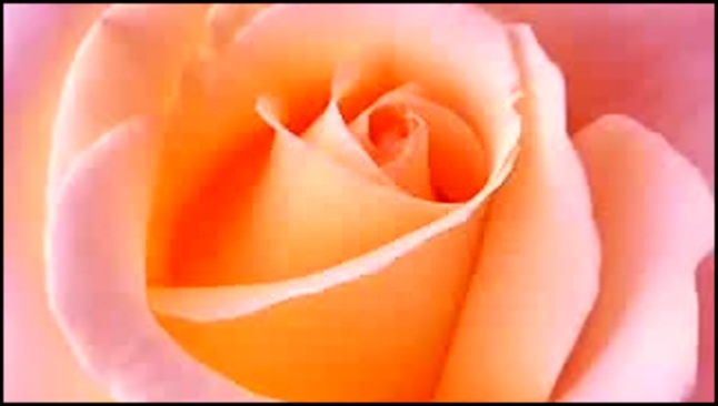 Эти розы для самой красивой девушки в мире Все на сайте.flv 