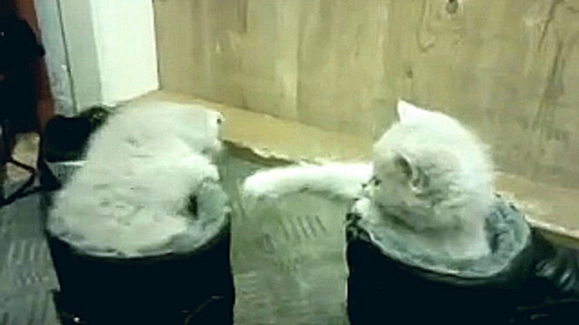 смешное видео funny cats приколы про котов - коты в сапогах 