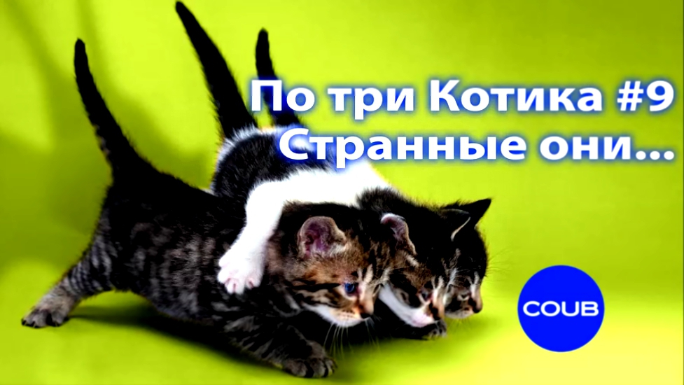 Три кота #9. Приколы с котами. Three cat #9. Funny cats. Лучшие коубы.  