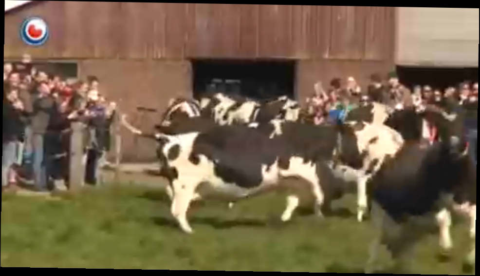 Голландских коровушек первый раз после зимы выпустили на травку 
