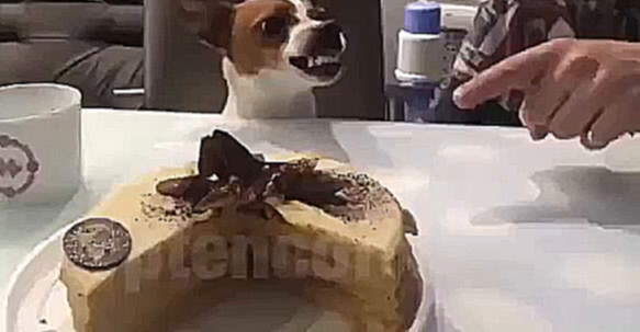 Не смей трогать торт 