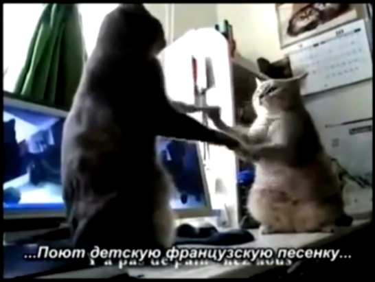 Коты играют в ладушки Субтитры 