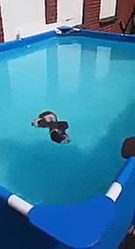 Морские свинки плавают в бассейне 