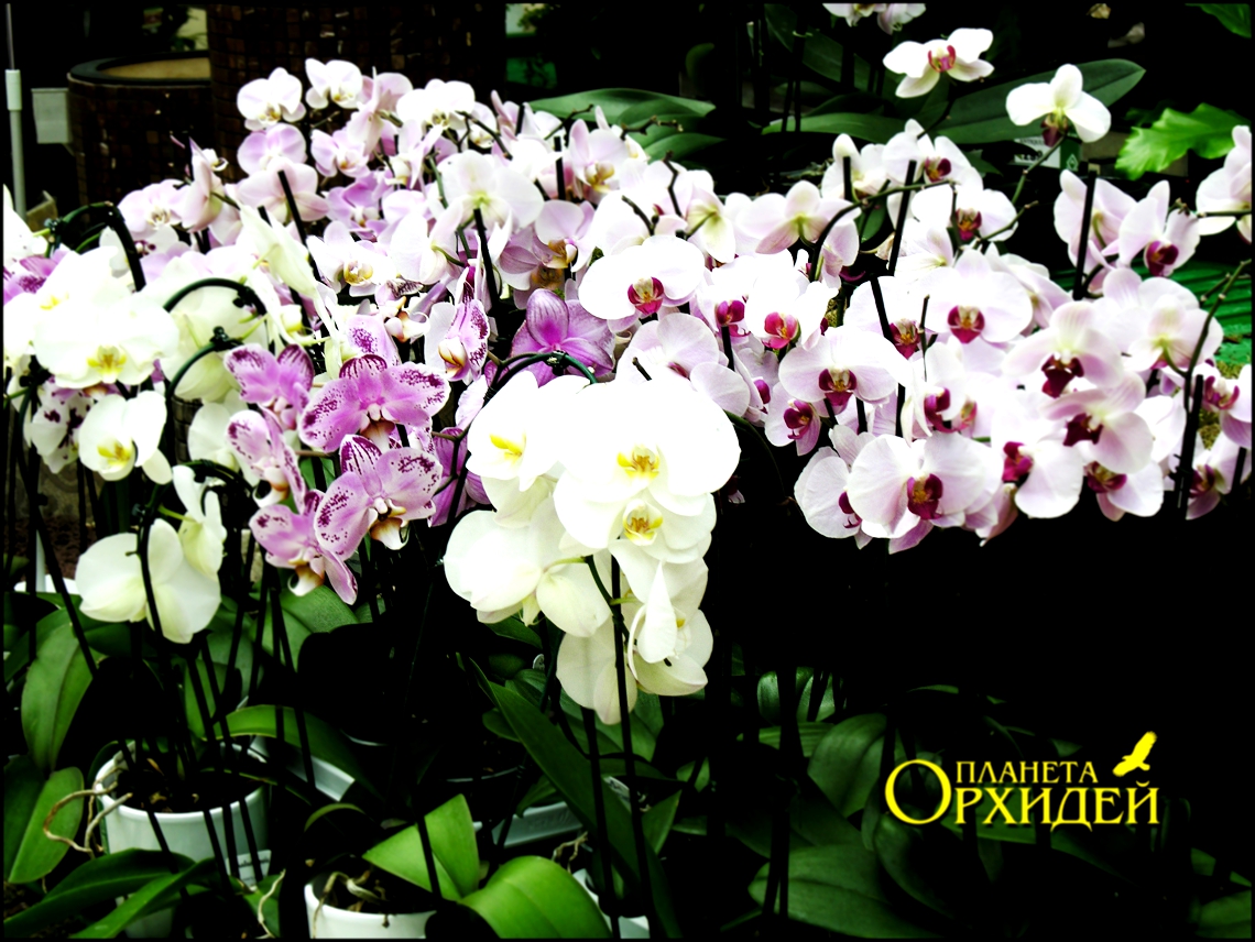 орхидеи Записи в рубрике орхидеи Дневник
