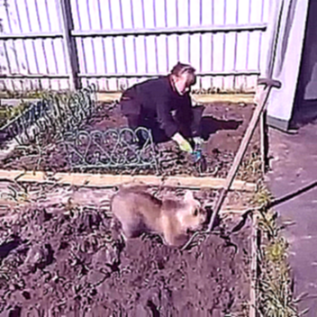 Медвежонок помогает сажать картошку 