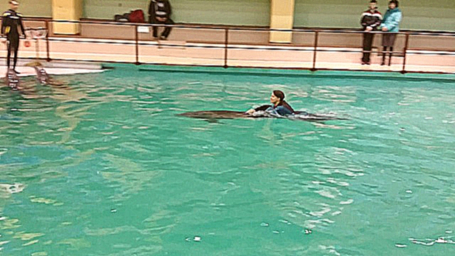 Геленджик. Купание с дельфинами в Геленджикском дельфинарии. 