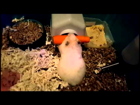 Хомяк и морковка  / Hamster and carrot 