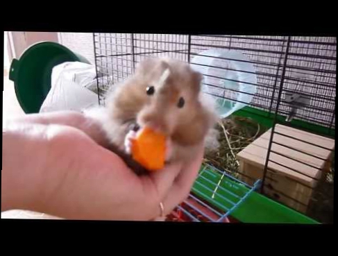 хомячок кушает морковку))))) 