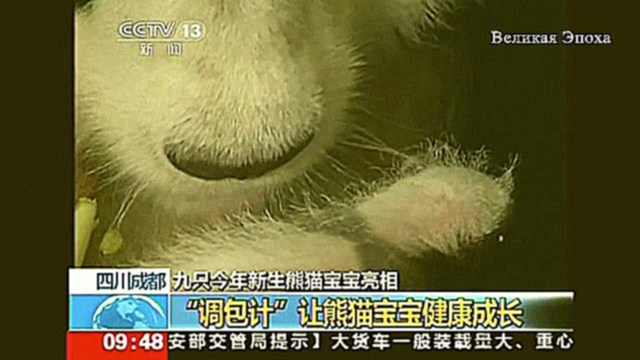 Девять медвежат-панд дебютировали в исследовательском центре в Чэнду новости 