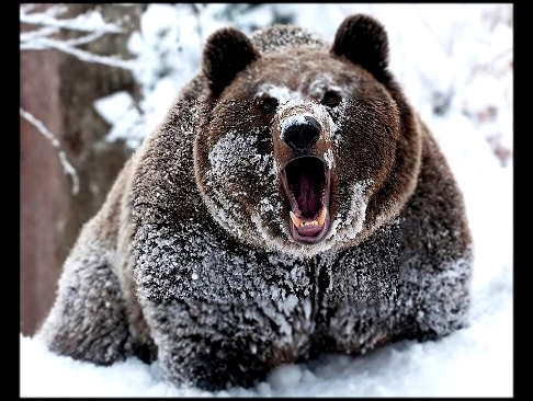 Легендарная калода карт / Bear медведь 