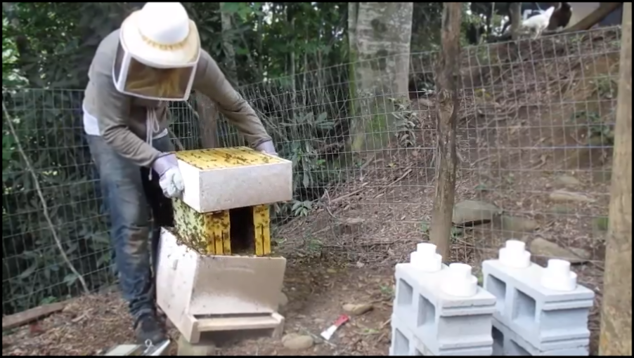 Пчелы атакуют пасечника 