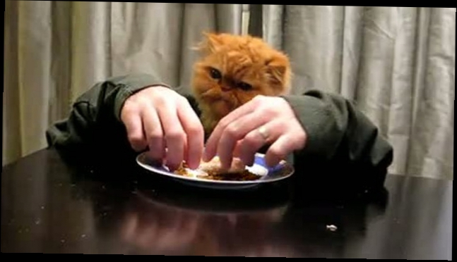 Кот с человеческими руками! Cat Eating with hands  