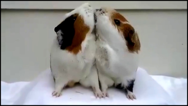 Поцелуй морских свинок  