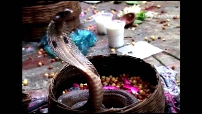 Индусы преподносят змеям молоко в честь праздника «Наг Панчами» 