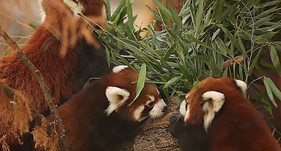 Красные панды на выставке в зоопарке Парка Линкольна 