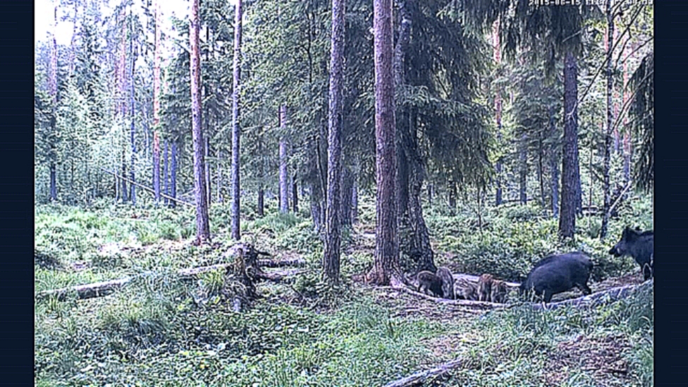  Кабаны и кабанята у кормушки в лесу Wild boars with cubs in Estonian forest 2015 