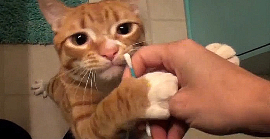 Коты обожают ватные палочки 