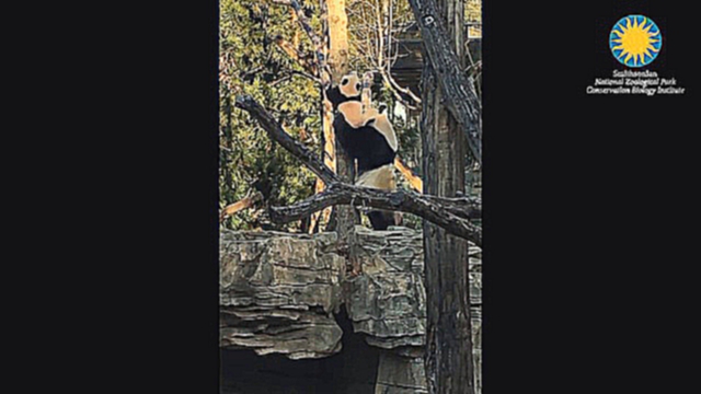 Мама-панда помогла малышу спуститься с дерева 