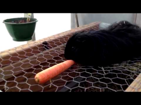02.07.2013. Морская свинка ест морковку. Guinea pig eating carrot. 