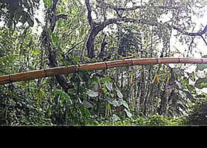 Hiking around Hawaii...  Avatar lookin plants in 720HD rain forest 
