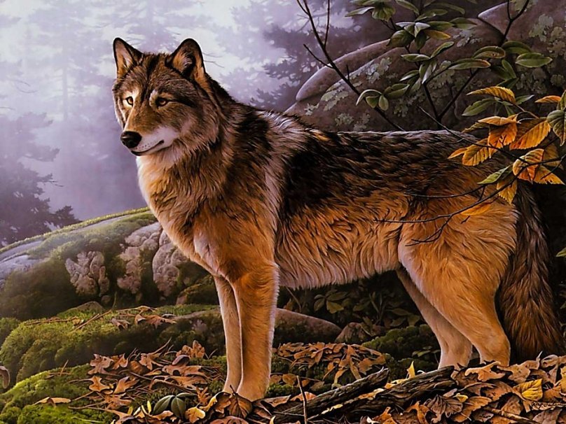 Кома - Одинокий волк
