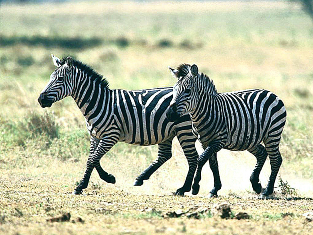 zebra 300x225 Почему зебра полосатая?