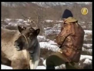 В России возрождается традиция разведения северных оленей 