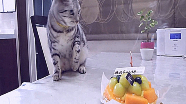 Хитрый Свин - японский смешной кот тушит свечу приколы с котами 