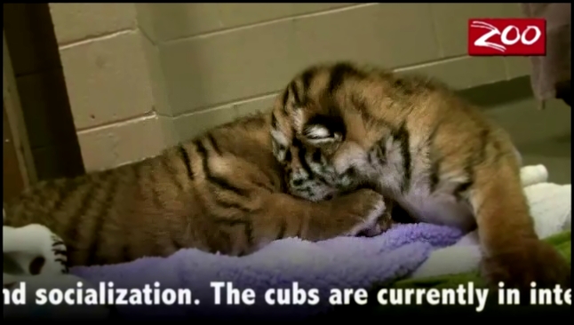 Новорожденные тигрята 