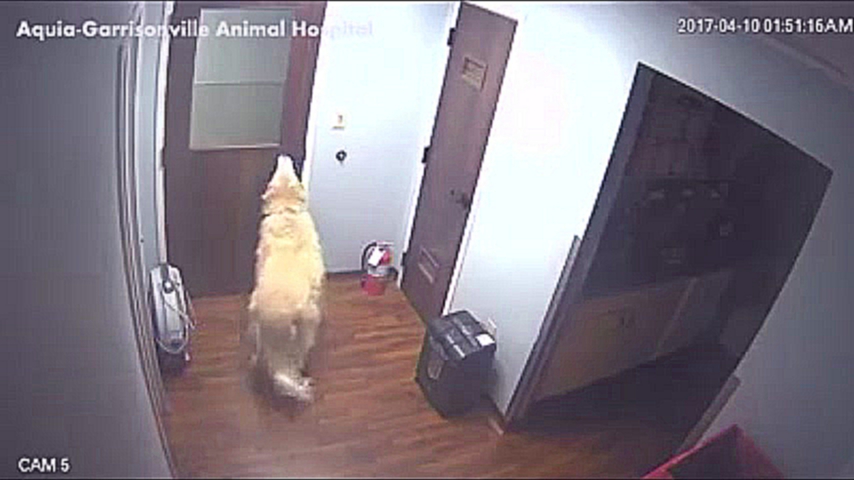  Пёс сбежал из больницы для животных 