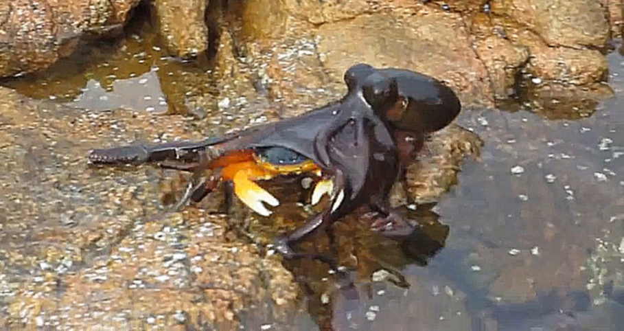 Жестокое нападение осьминога на краба 