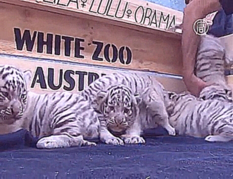 Пятеро белых тигрят – звёзды австрийского зоопарка 