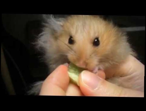 Hamster eats carrot and sweet pepper. Хомячок ест морковку и перчик 