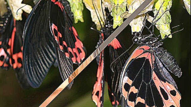 Купить живых бабочек для подарка Парусник Румянцева www.babochki.kiev.ua  