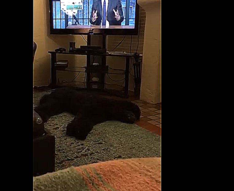 Пёс просыпается каждый раз от выключенного телевизора 