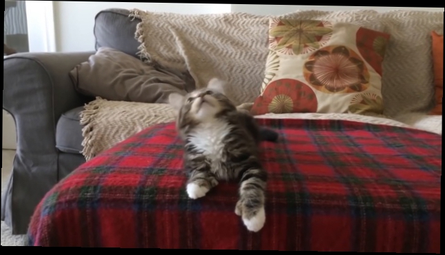 Котенок танцует под любимую песню 