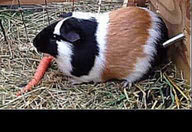 Guinea pig eating carrot. Морская свинка ест морковку 